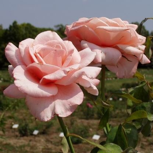 Светло розово - Чайно хибридни рози 
